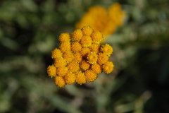 Helichrysum arenarium - Sand-Strohblume 3.jpg